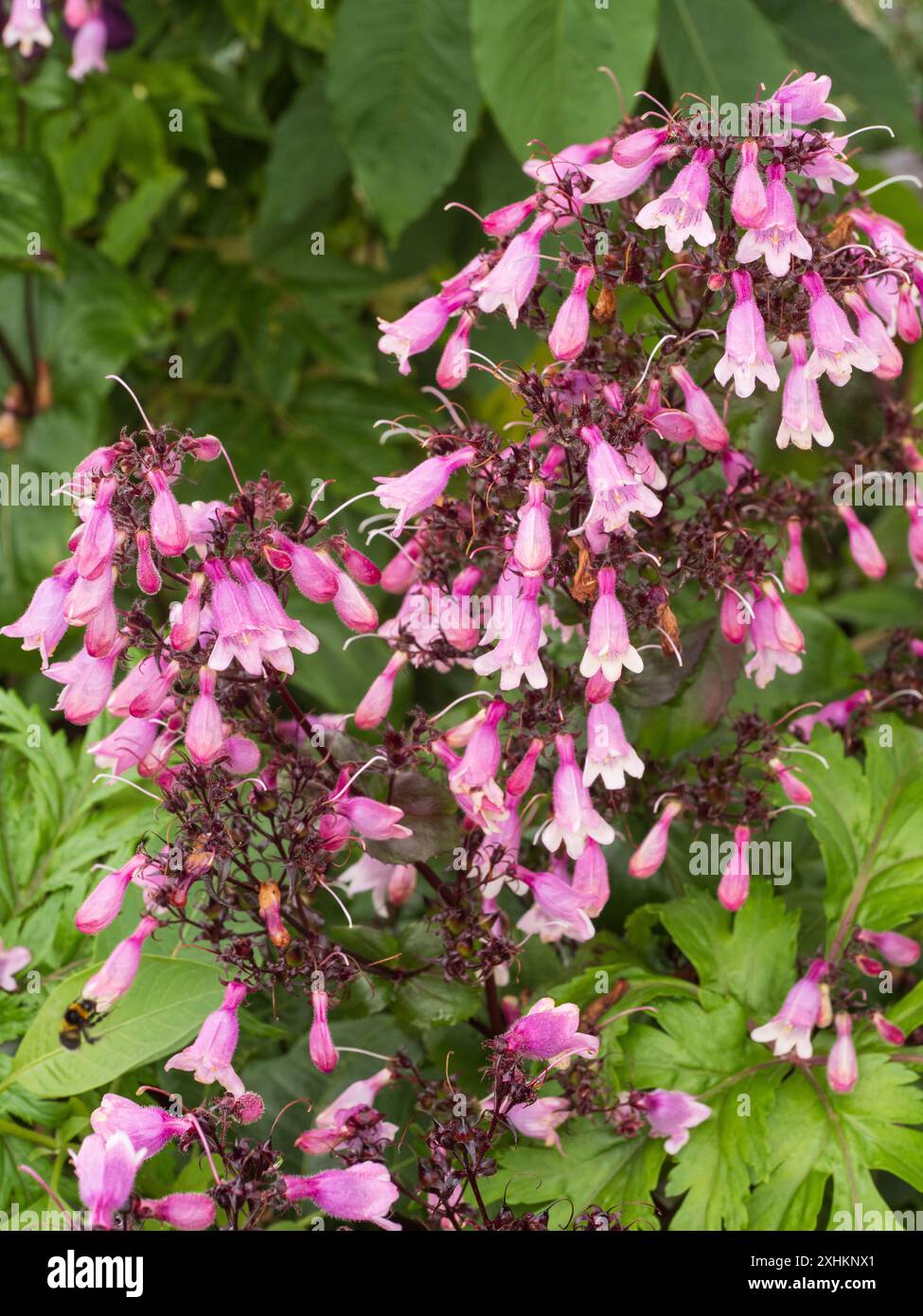 Sommerblumen der lang blühenden halbimmergrünen rosa Blüten, Penstemon digitalis „Dakota Verde“ Stockfoto