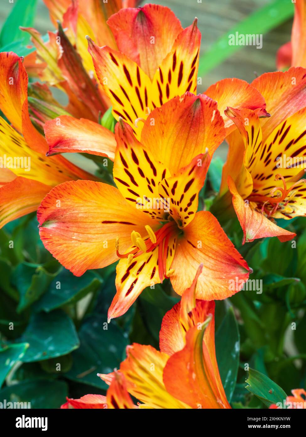 Rote und gelbe Blüten des niedrig wachsenden Klumpes, der peruanische Lilie bildet, Alstroemeria „Inticancha Bryce“ Stockfoto