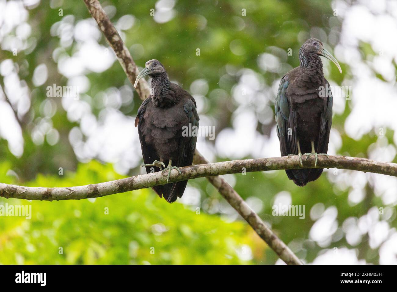 Costa Rica, Provinz Limon, Nationalpark Tortuguero, Green Ibis (Mesembrinibis cayennensis) Stockfoto Costa Rica, Provinz Limon, Nationalpark Tortuguero, Green Ibis (Mesembrinibis cayennensis) Stockfoto