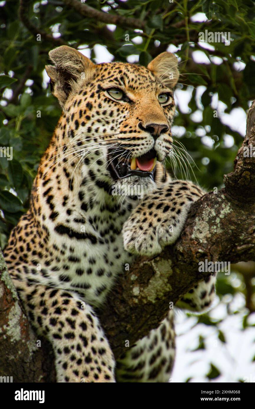 Nahaufnahme-Porträt eines Leoparden, der mit offenem Maul und entblößten Zähnen in einem Baum sitzt. Aufgenommen im Phinda Private Game Reserve, Südafrika. Stockfoto