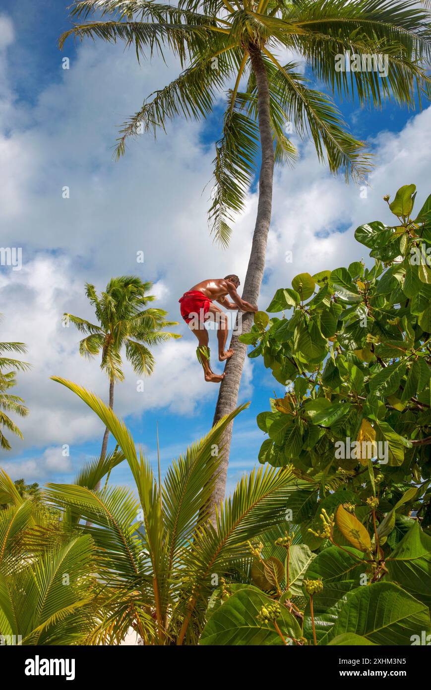 Französisch-Polynesien, Insel Bora Bora, Rosto, polynesischer Reiseleiter in einem roten Sarong, der auf einem Motu auf eine Kokospalme klettert Stockfoto