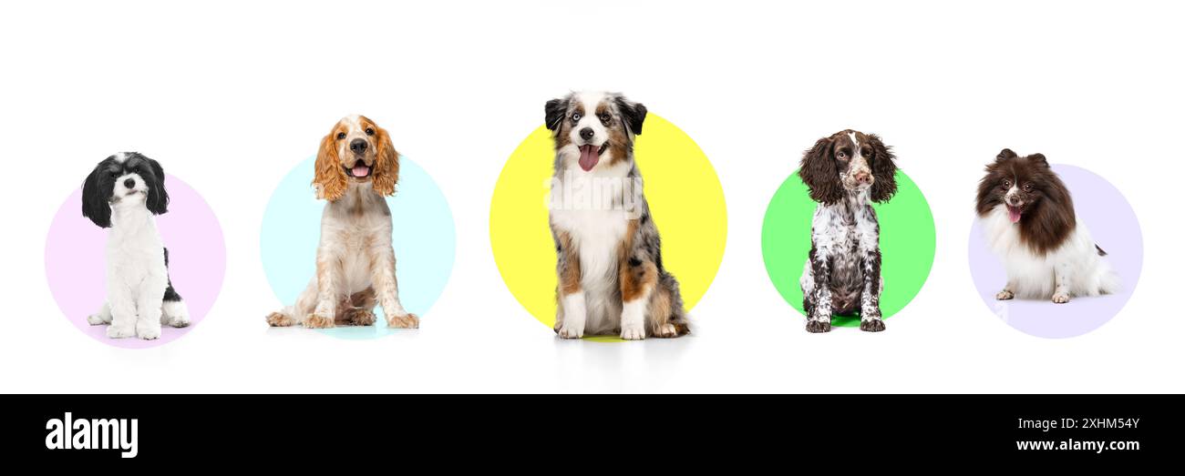 Banner. Verschiedene Hunde, Havanesen, Cocker Spaniel, Australian Shepherd, English Springer Spaniel, und Pommern, die sich vor dem Hintergrund ausgeben Stockfoto