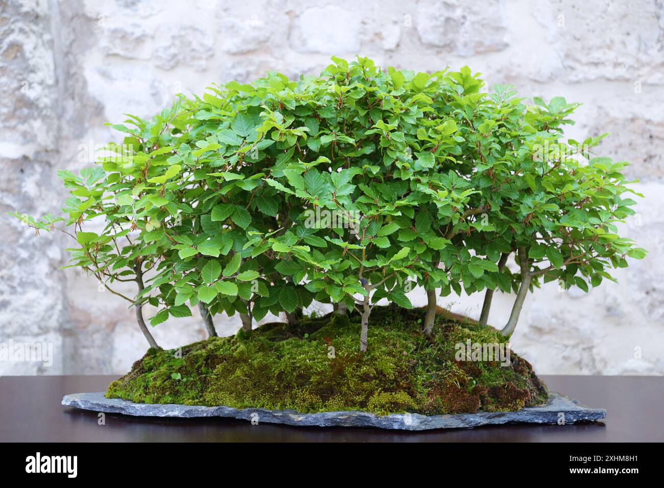 BONSAI FAGUS SYLVATICA. ROTBUCHE. 50 JAHRE ALT Stockfotografie - Alamy