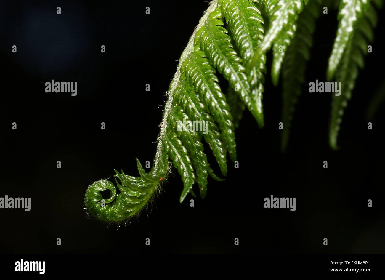 Baumfarnwedel in den Royal Botanic Gardens von Victoria, Melbourne, Australien. Stockfoto