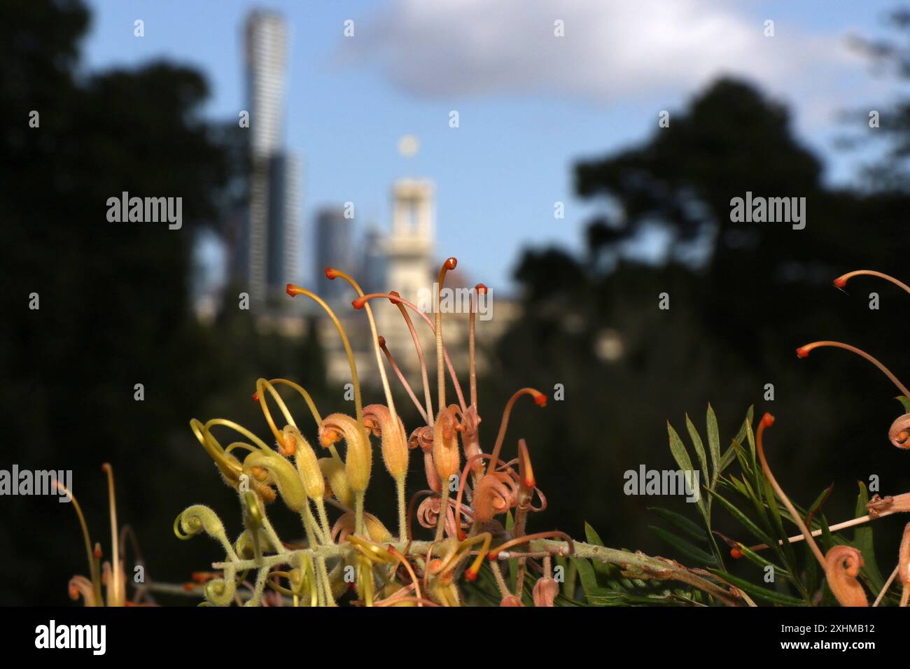 Royal Botanic Gardens Victoria in Melbourne, Australien. Grevillea mit Skyline von Melbourne im Hintergrund. Stockfoto