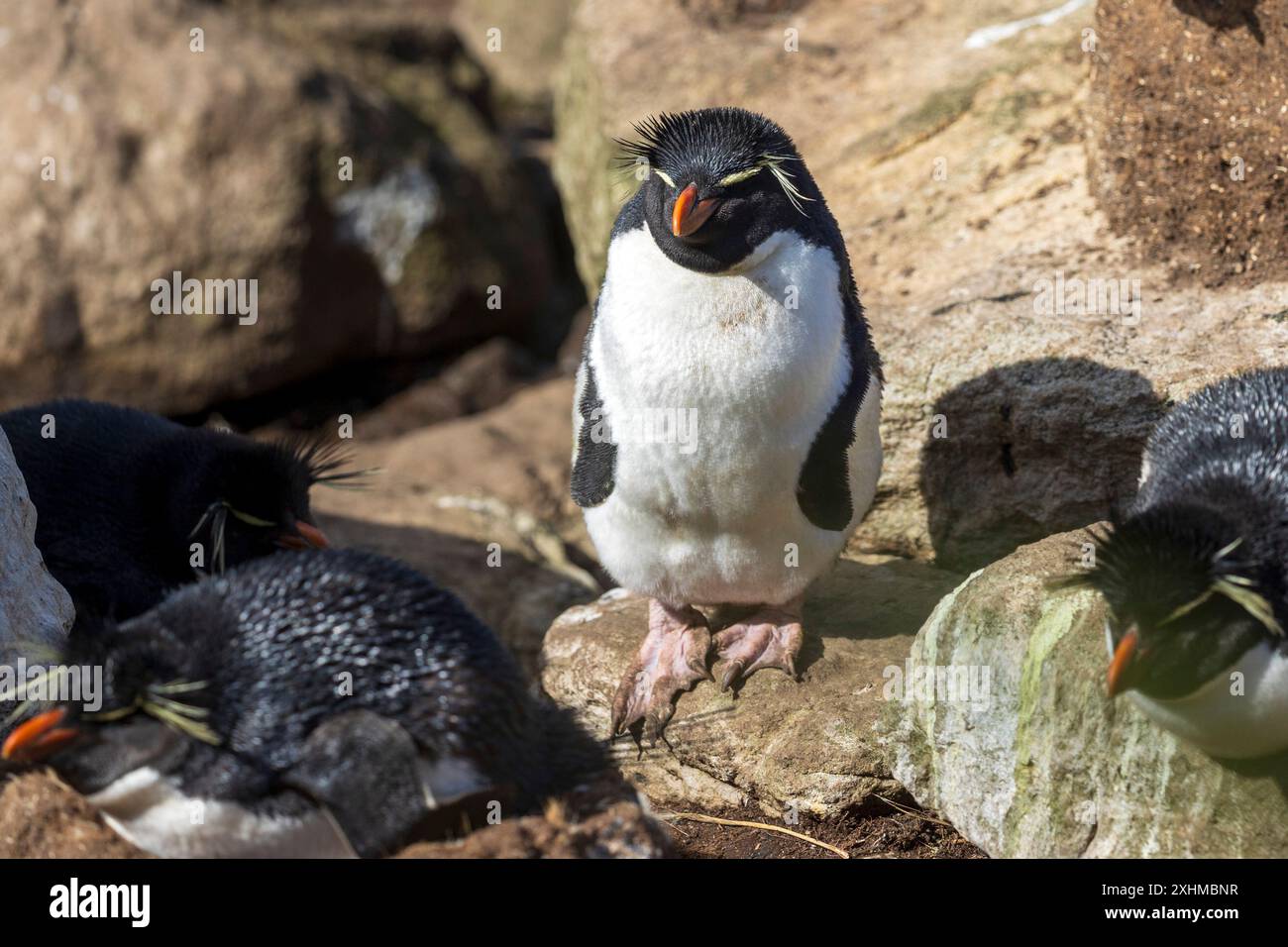 Rockhopper-Pinguin, West Point Island, Falklandinseln, Sonntag, 03. Dezember, 2023. Foto: David Rowland / One-Image.com Stockfoto