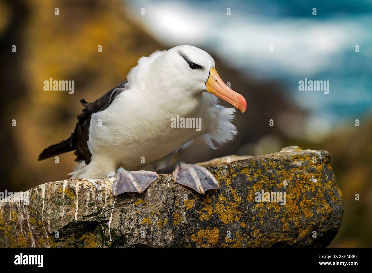 Schwarzbrauen-Albatross, West Point Island, Falklandinseln, Sonntag, 03. Dezember, 2023. Foto: David Rowland / One-Image.com Stockfoto