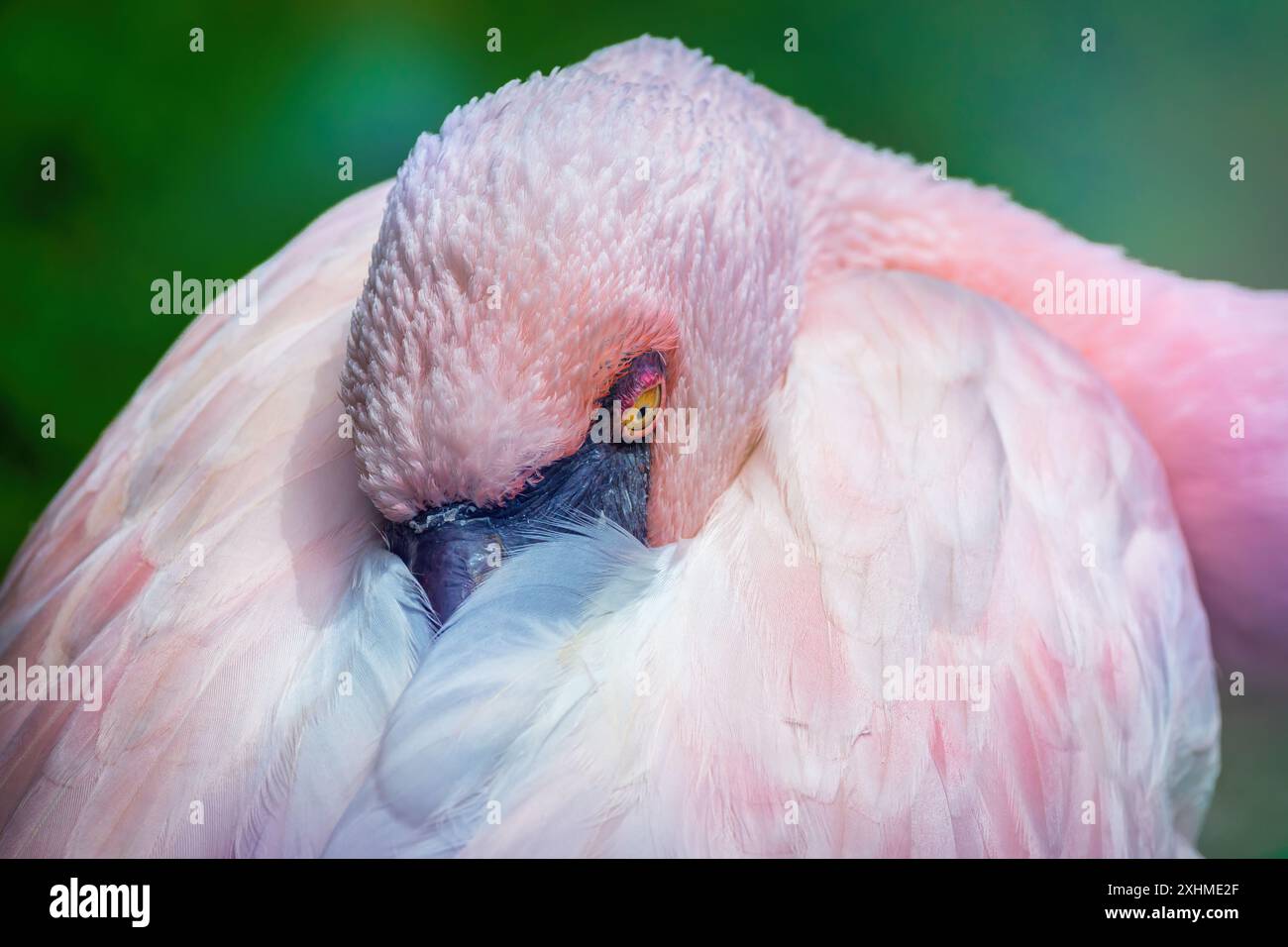 Nahaufnahme von Greater Flamingo. Rosafarbener Flamingovogel, der seinen Kopf ruht. Stockfoto