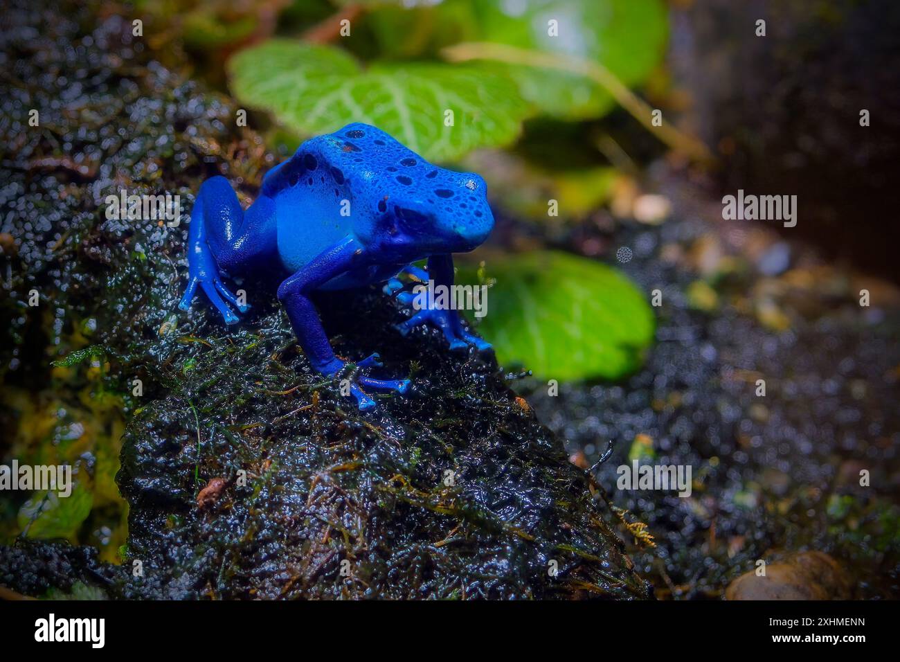 Der blaue Pfeilgiftfrosch Stockfoto