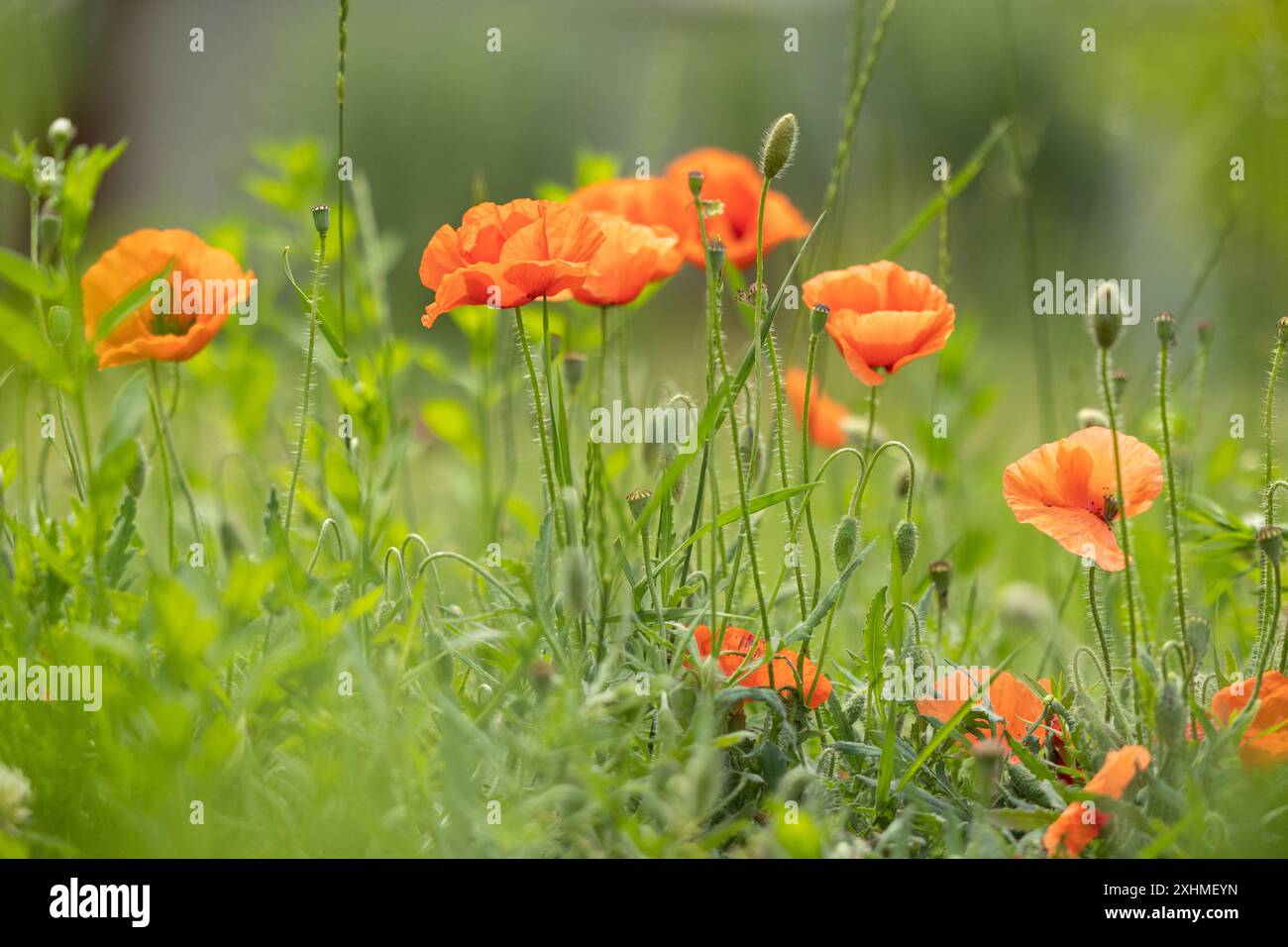 Nahaufnahme blühender roter Mohnblumen Stockfoto