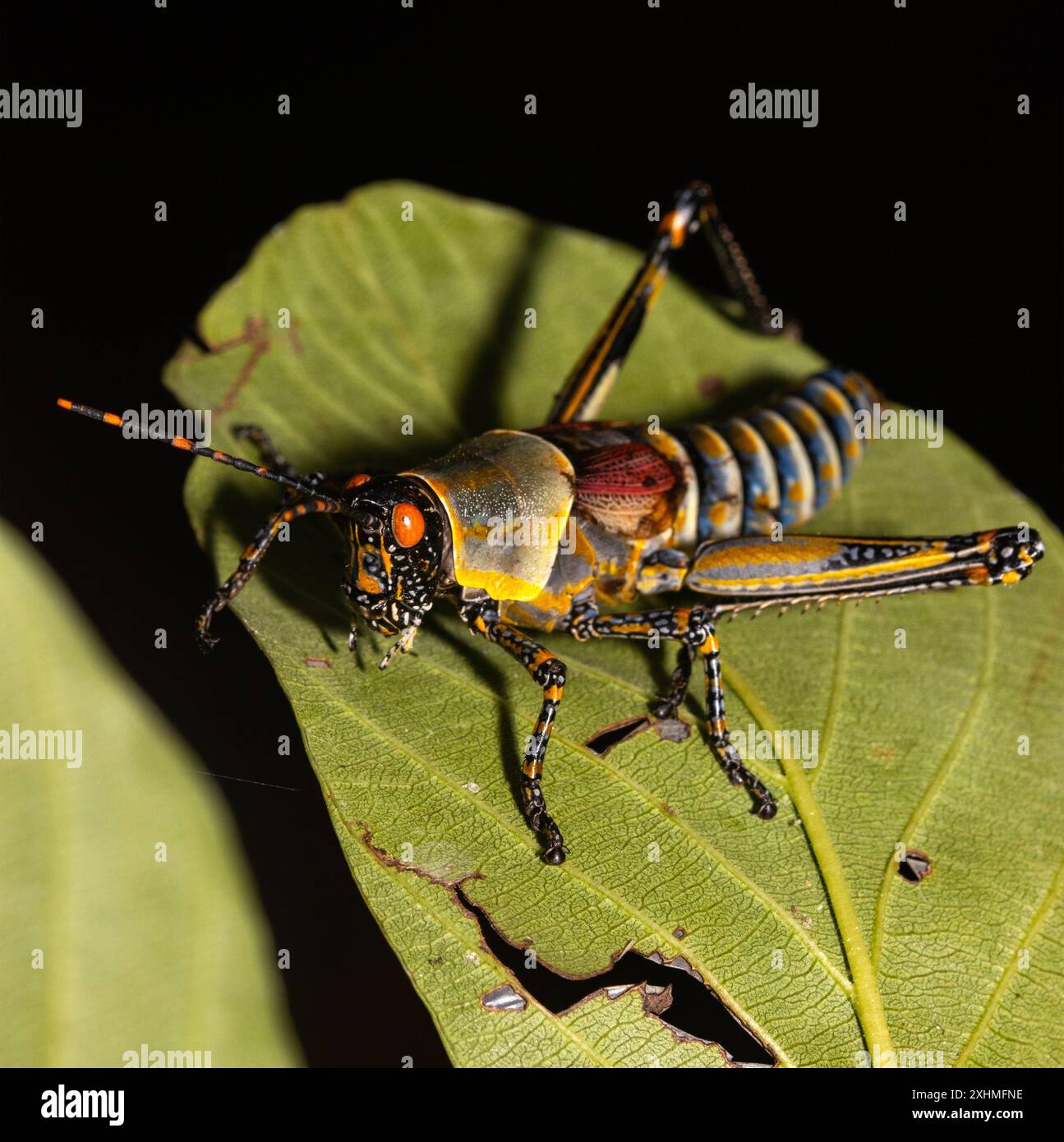 Ein üblicher Schädling von Baumwolle und Kaffeepflanzen. Der elegante Grasshopper ist weit verbreitet und ernährt sich in der Wildnis von Milkweed und Sodom Apfel. Stockfoto