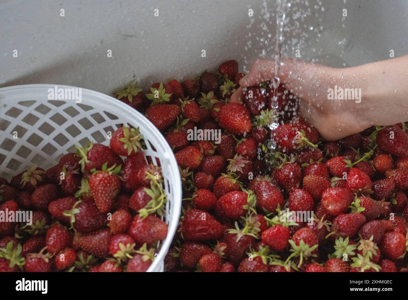 Handwäsche frisch geernteter Erdbeeren in einem weißen Korb Stockfoto