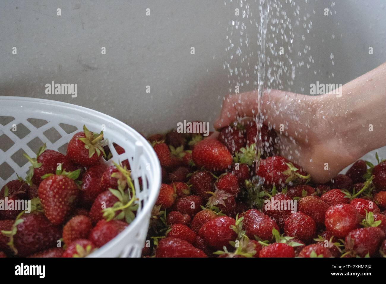 Handwäsche frisch geernteter Erdbeeren in einem weißen Korb Stockfoto