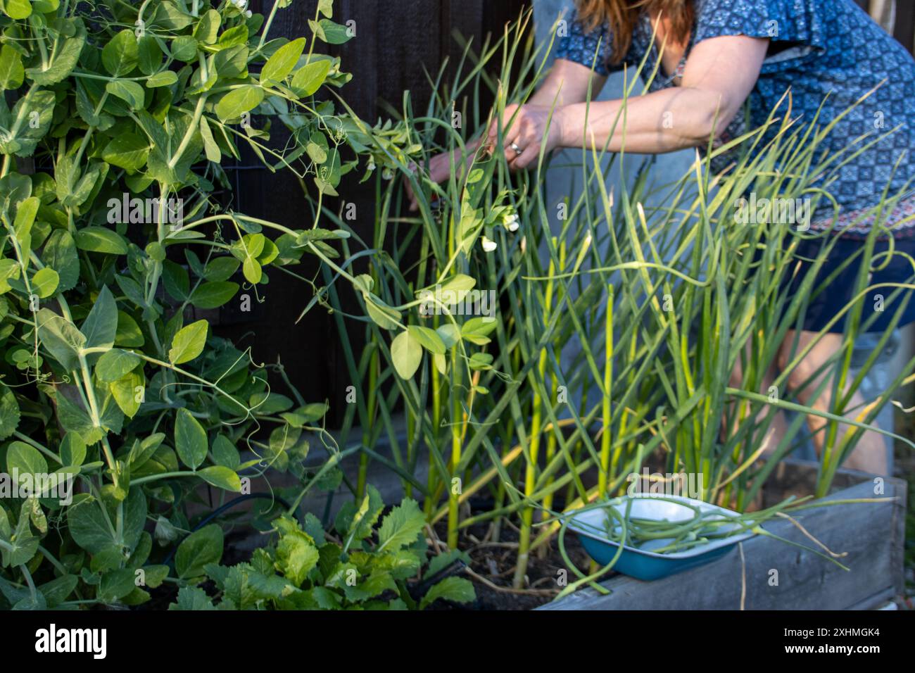 Frau erntet Knoblauchlandschaften und pflegt Pflanzen im Garten Stockfoto