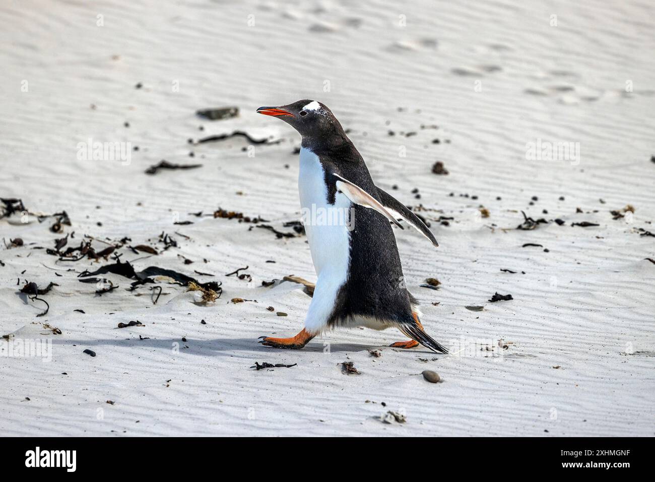 Gentoo Pinguin am Strand, Saunders Island, Falklandinseln, Sonntag, 03. Dezember, 2023. Foto: David Rowland / One-Image.com Stockfoto