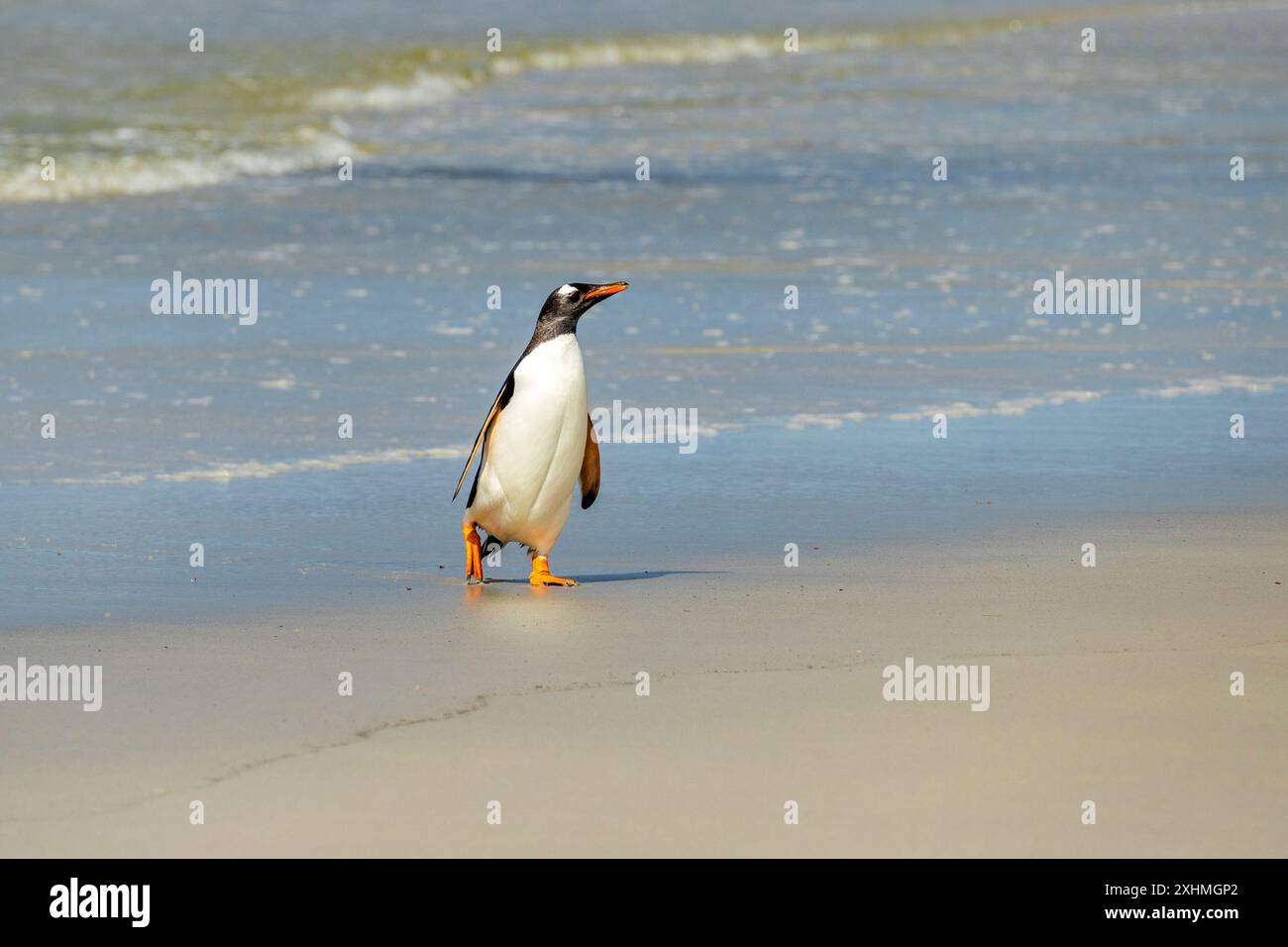 Gentoo Pinguin Wandern am Strand Saunders Island, Falklandinseln, Sonntag, 03. Dezember 2023. Foto: David Rowland / One-Image.com Stockfoto