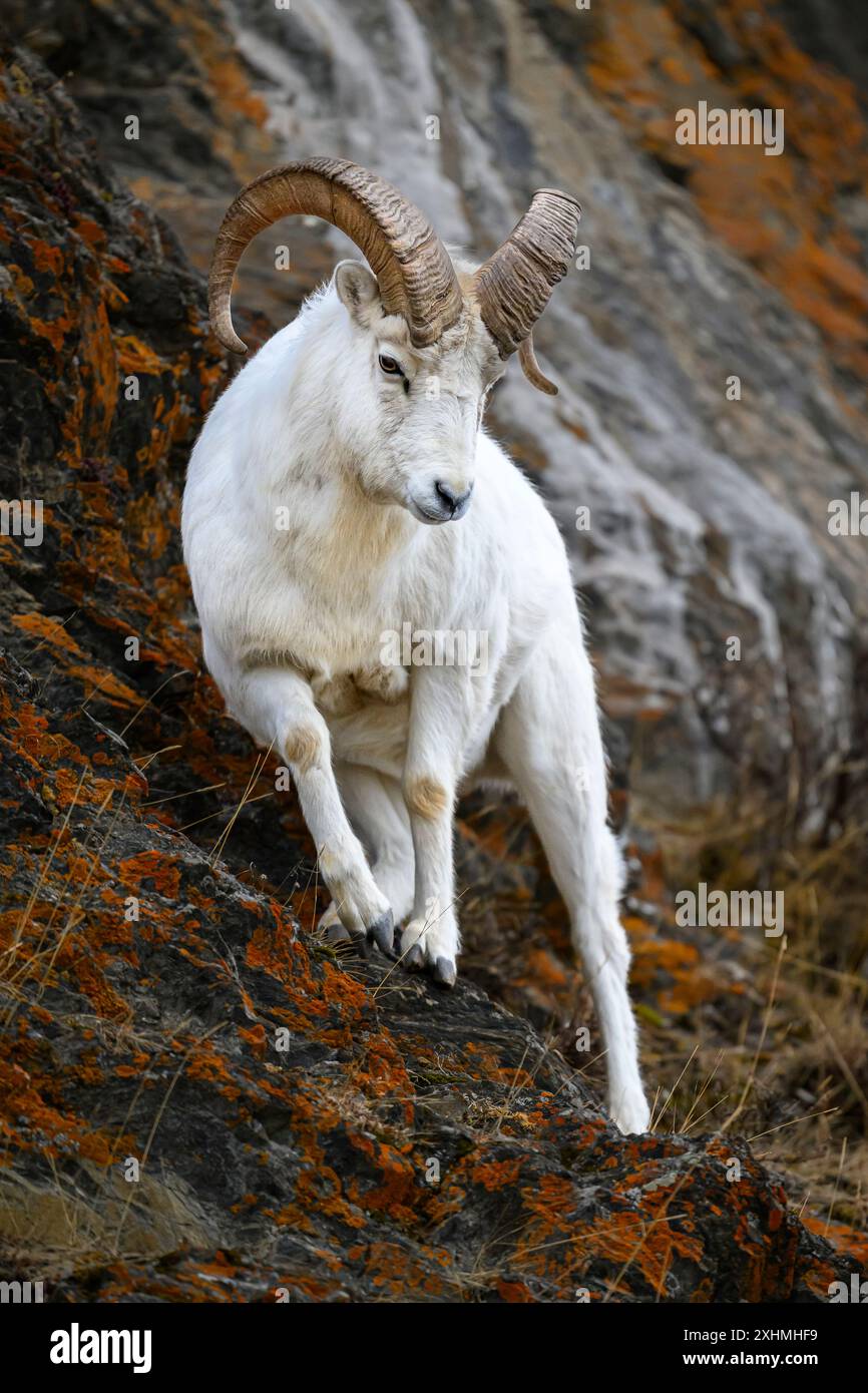 Dall Sheep RAM navigiert auf steilen Klippen in Alaska Stockfoto