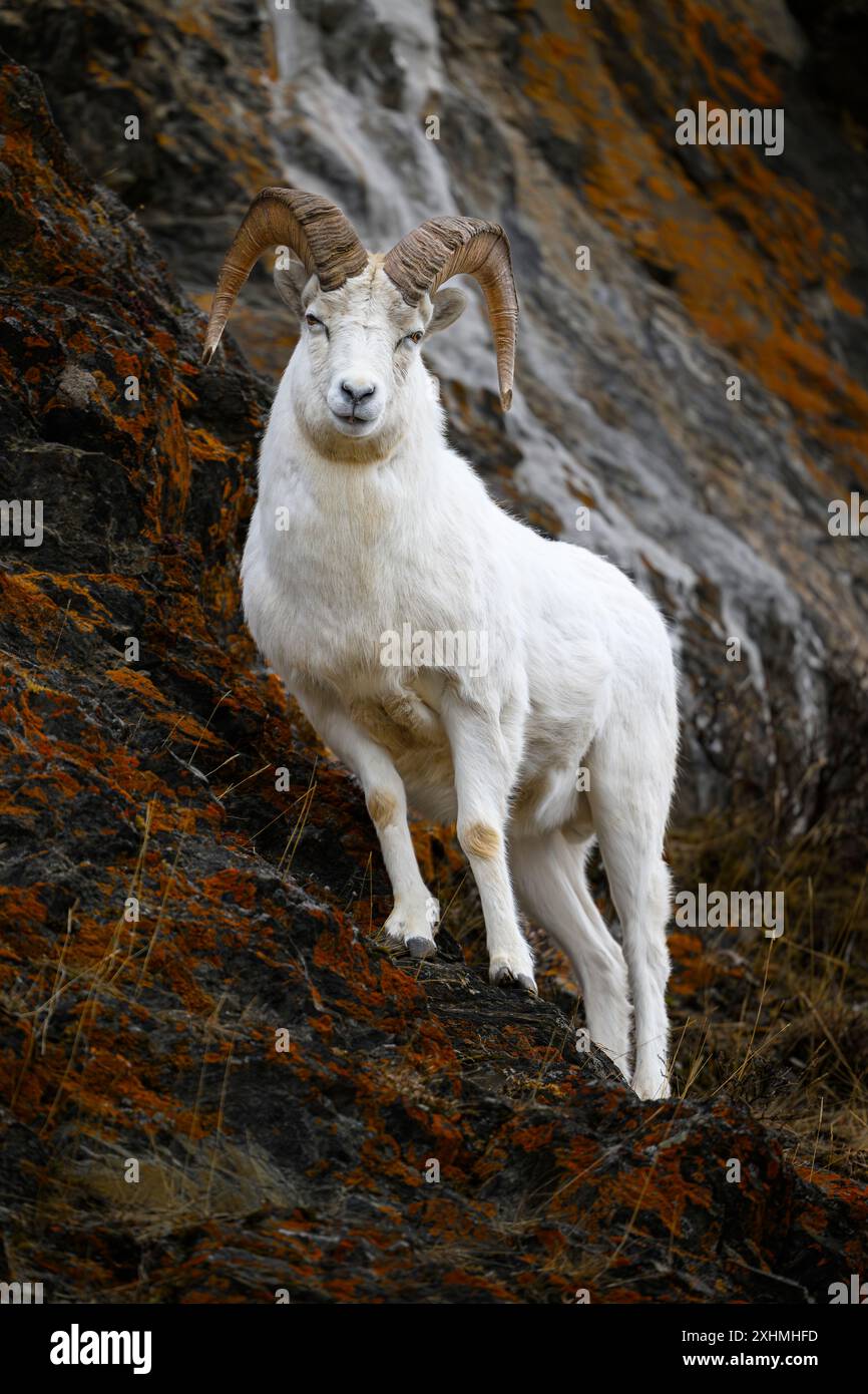 Großer Dall-Schafsram auf Flechten bedeckten Klippen in Alaska Stockfoto