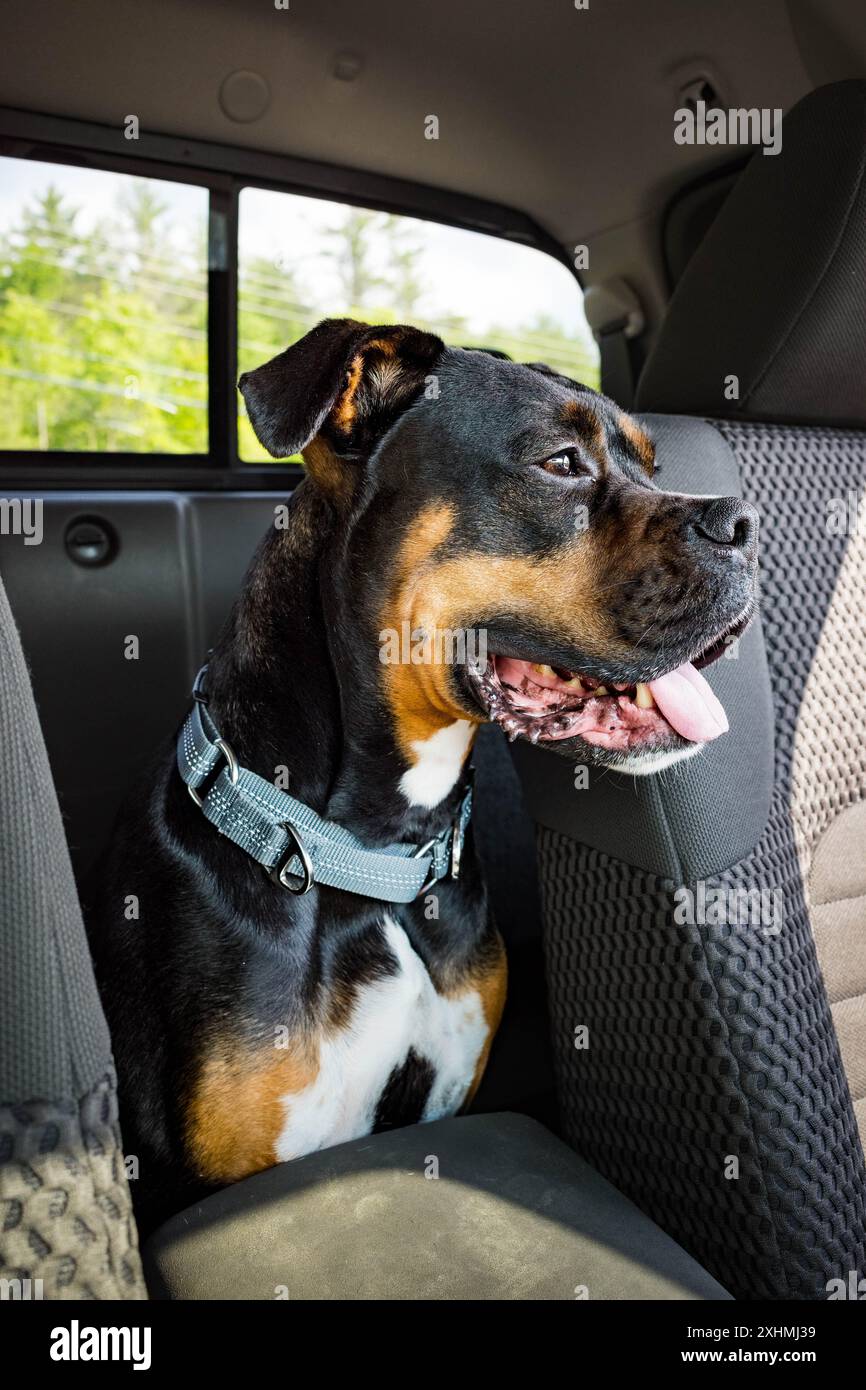 Porträt eines gemischten Haustierhundes im Sprungsitz eines Fahrzeugs Stockfoto