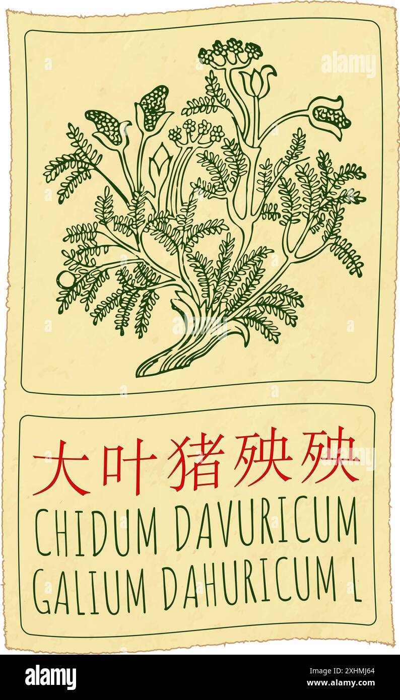 Vektorzeichnung CHIDUM DAVURICUM auf Chinesisch. Handgezeichnete Abbildung. Der lateinische Name ist GALIUM DAHURICUM L. Stock Vektor