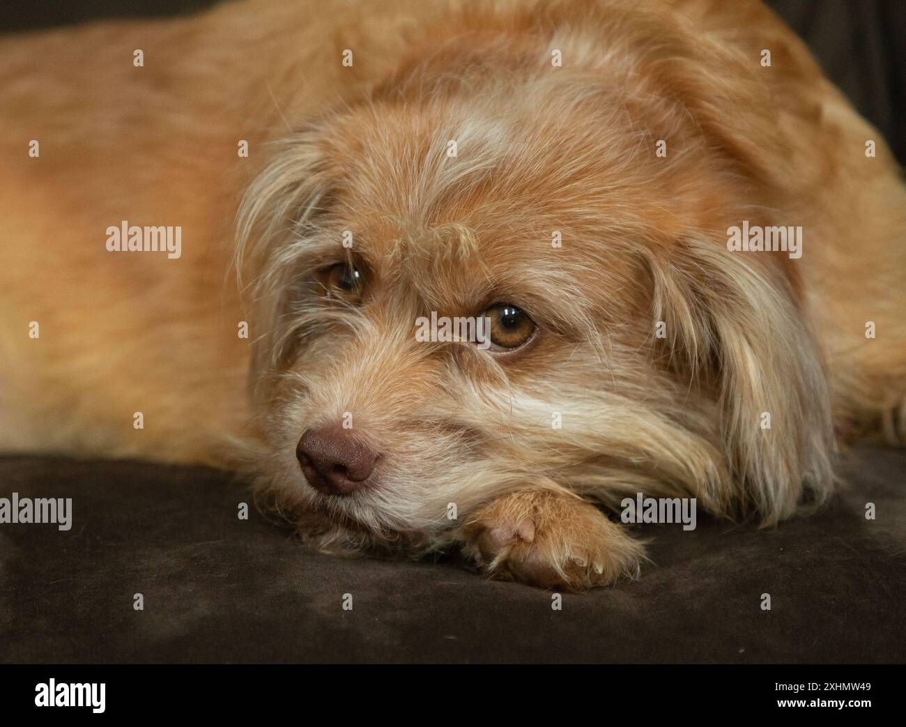 Süßer Pekingese, pommerscher Mischhund mit braunen Augen Stockfoto