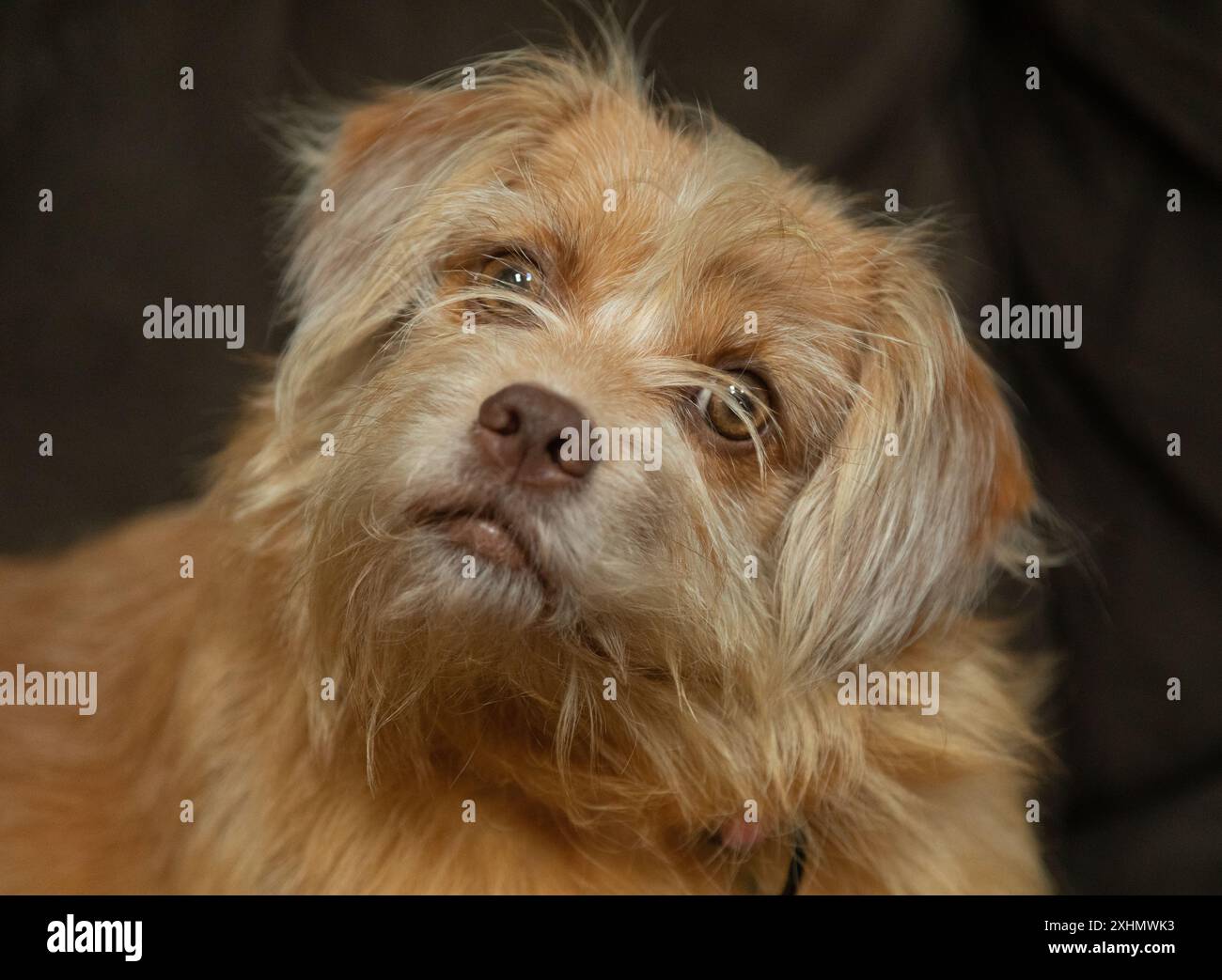 Süßer Pekingese, pommerscher Mischhund mit braunen Augen Stockfoto