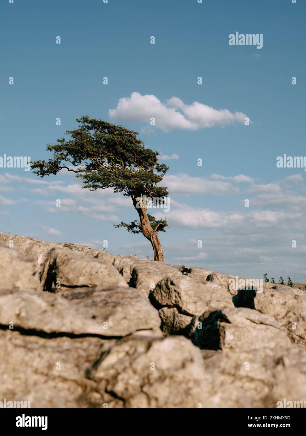 Verdrehter, windgeputzter Hawthorn-Baum und Kalksteinpflaster am Twistleton Scar Whernside Yorkshire Dales National Park, North Yorkshire England Lone Tree Stockfoto