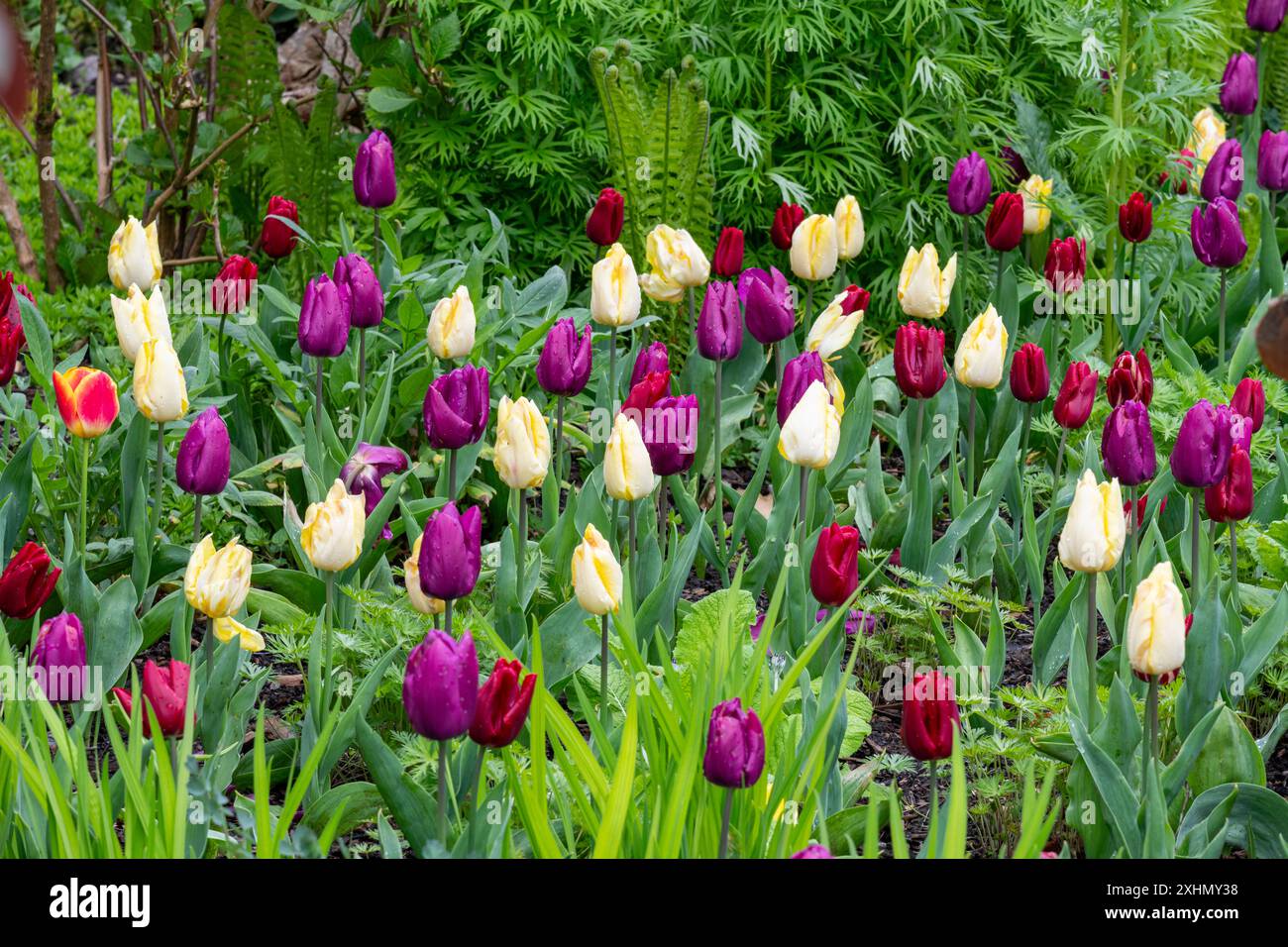 Mischung aus gelben, lila und roten, Spätfrühlingstulpen in Blüte in einem walisischen Garten. Stockfoto