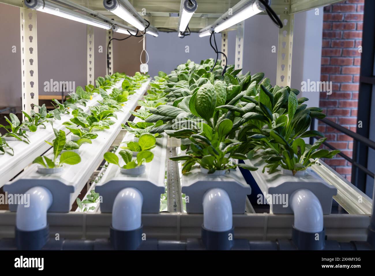 Hydroponischer Gemüseanbau in Innenräumen mit LED-Beleuchtung in kontrollierter Umgebung Stockfoto