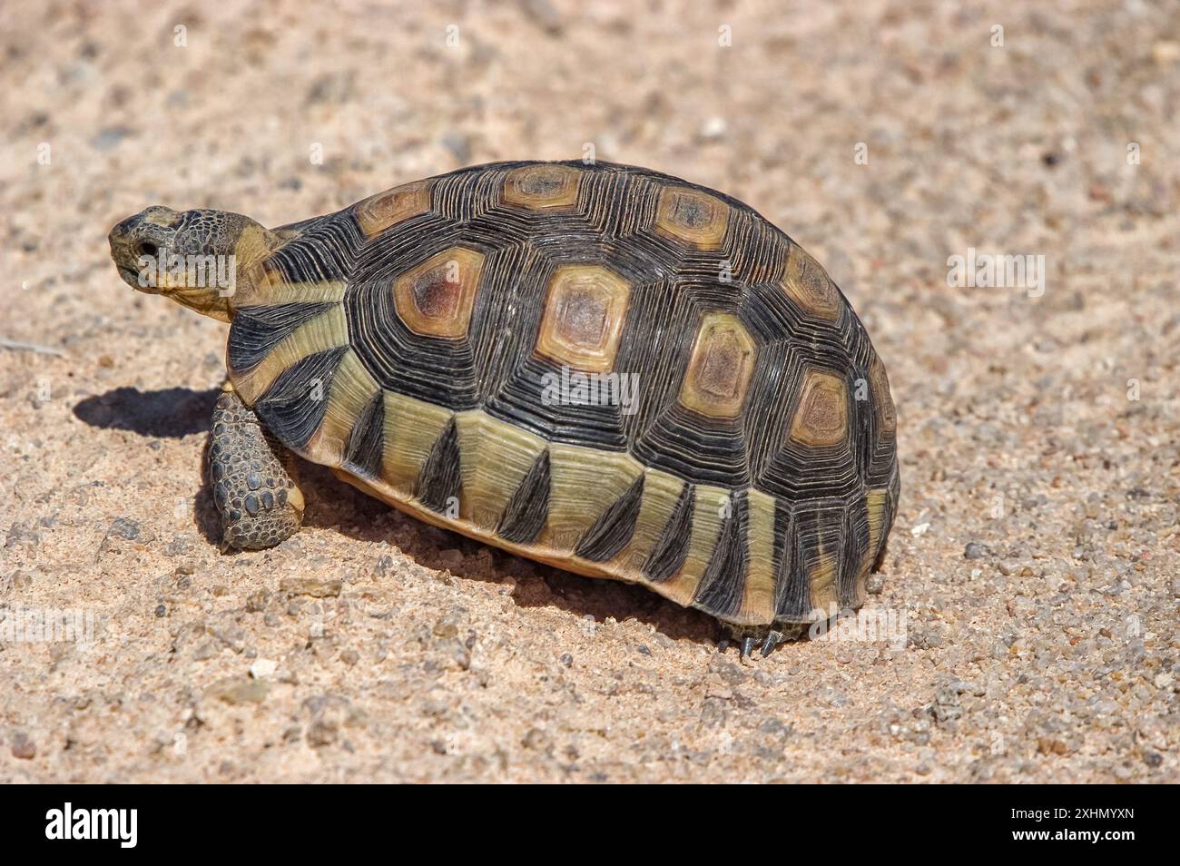Angullieren Sie Schildkröten im Namaqualand Nationalpark in der Nähe von Hondeklipbaai Stockfoto