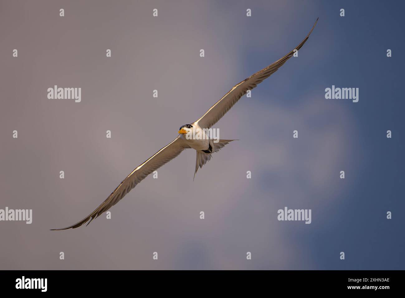Größere Schwalbenseeschwalbe im Flug mit weit geöffneten Flügeln Stockfoto Größere Schwalbenseeschwalbe im Flug mit weit geöffneten Flügeln Stockfoto