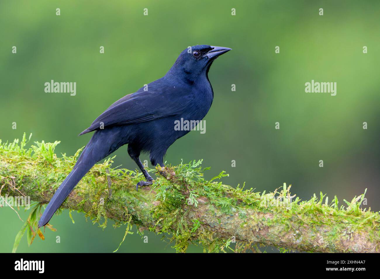 Melodiöse Amsel (Tauchgänge) auf einem Zweig, Boca Tapada, Costa Rica. Stockfoto