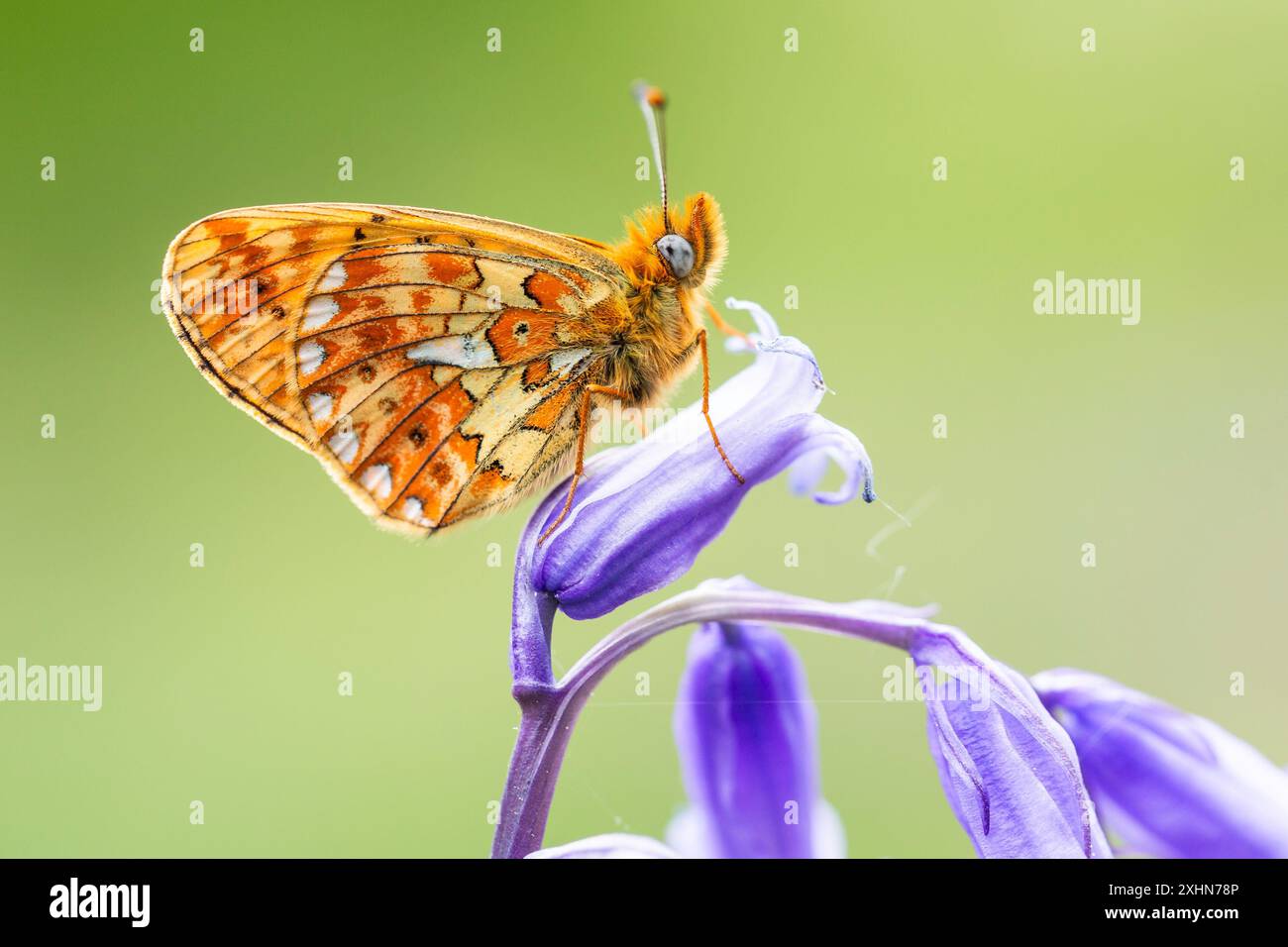 Perlenumrandete Fritillerie in Bluebell Wood Stockfoto