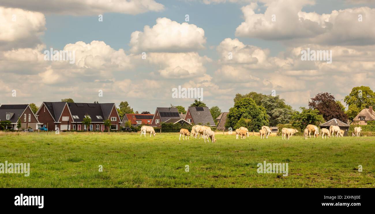 Landwirtschaftliches Grasfeld mit Kühen vor modernen niederländischen Luxushäusern im Sommer Stockfoto