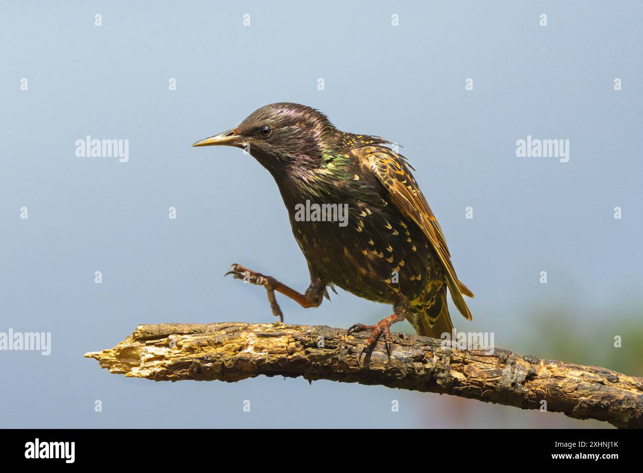 Starlinge, Jungtiere, Bedfordshire Uk Stockfoto