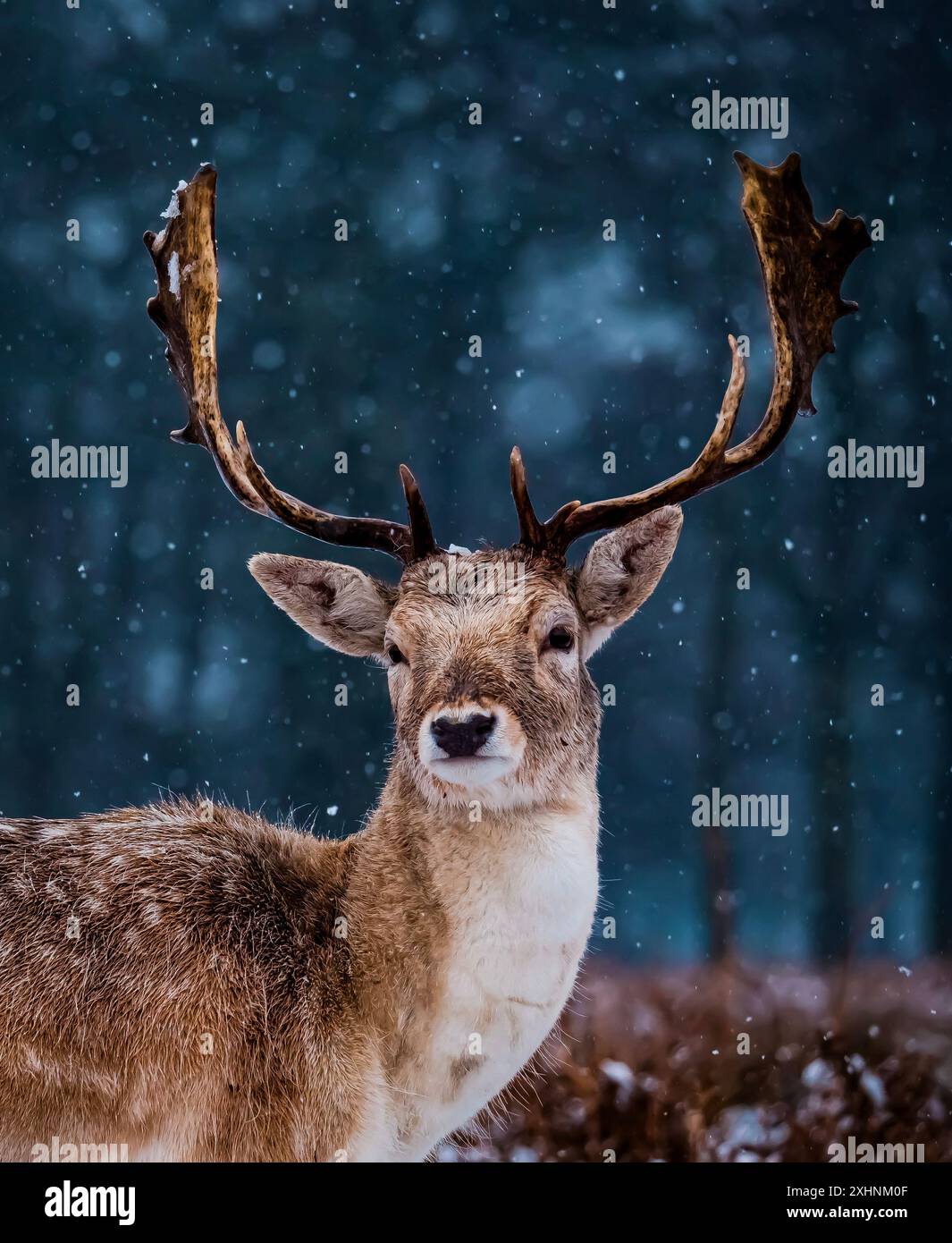 Hirsch im Bushy Park, England Stockfoto