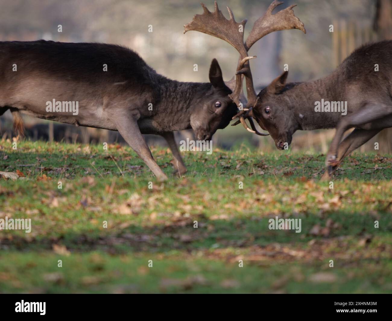 Hirsch im Bushy Park, England Stockfoto