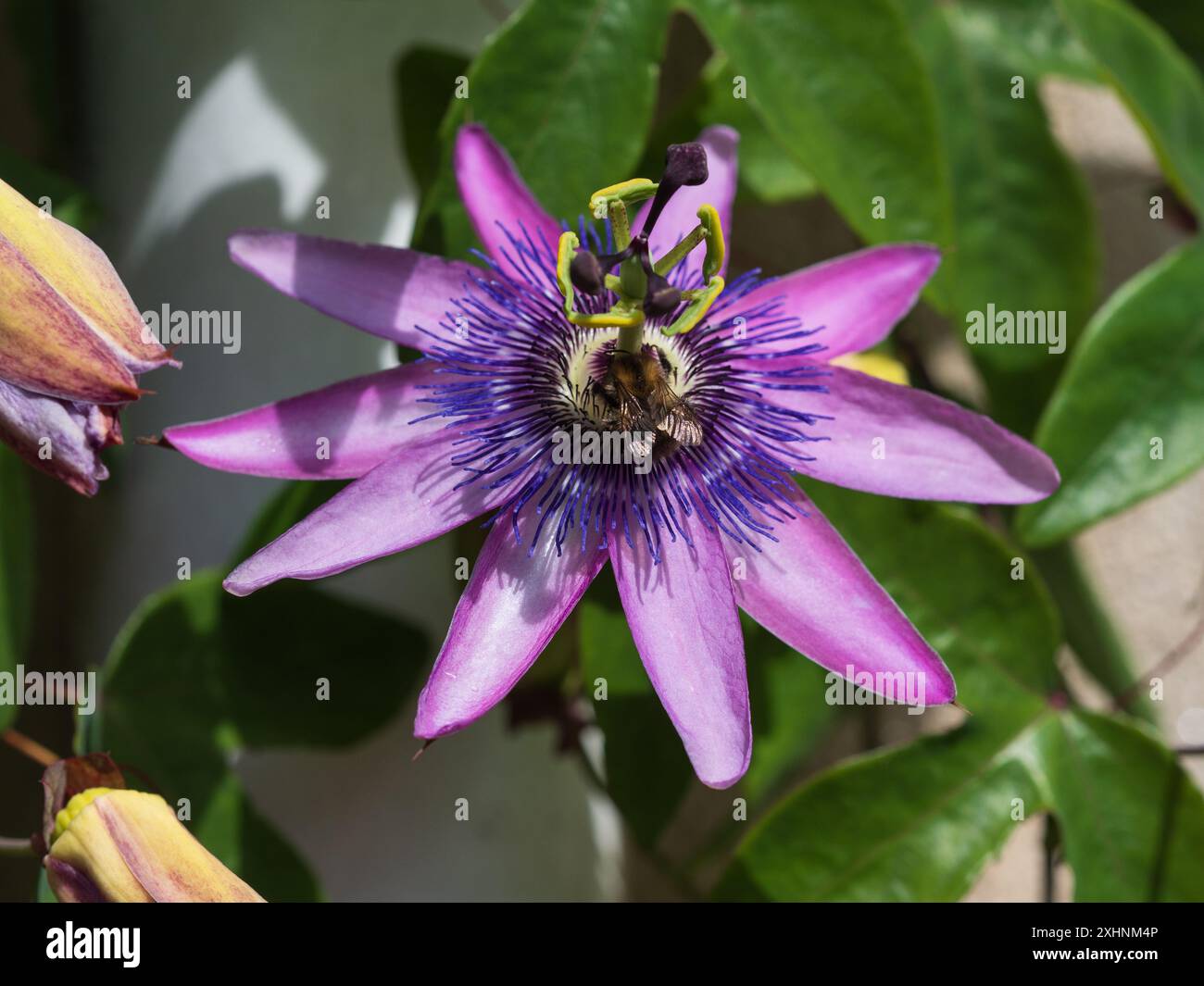 Komplizierte Sommer- bis Herbstblumen des halbharten Rankenkletters Passiflora caerulea x racemosa, Passionsblume Stockfoto