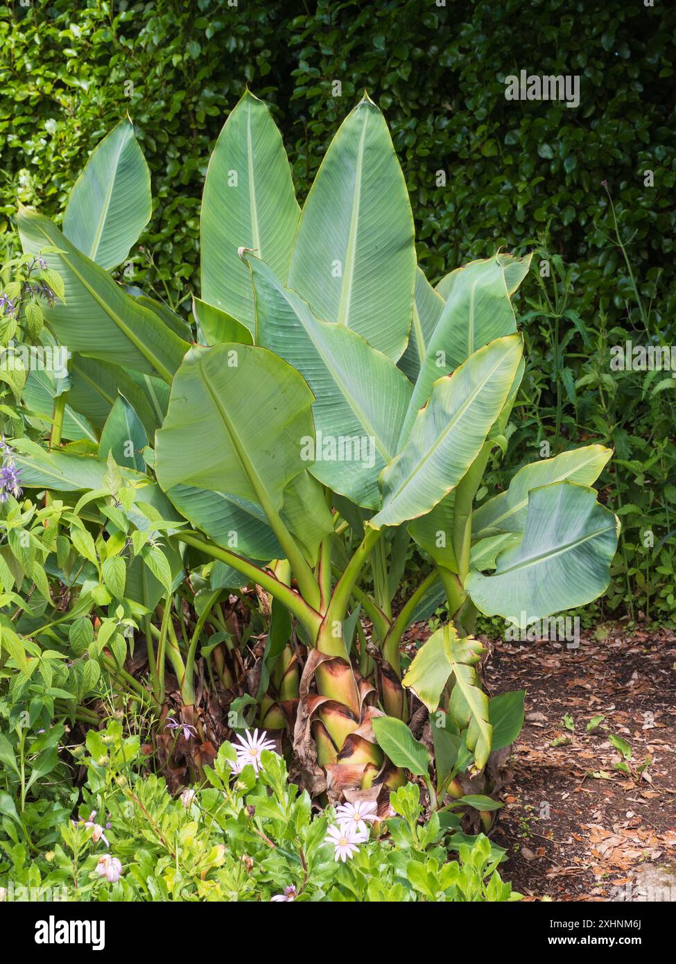 Breite Blätter des Zwergs, halbfeste Banane, Musella lasiocarpa, in einem britischen Garten Stockfoto