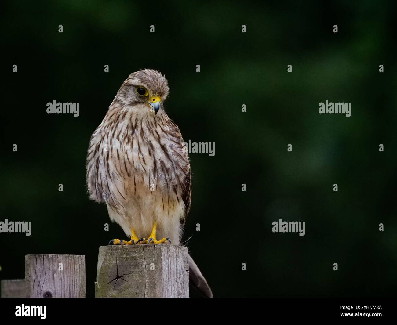 Gemeiner Kestrel im Bushy Park, England Stockfoto