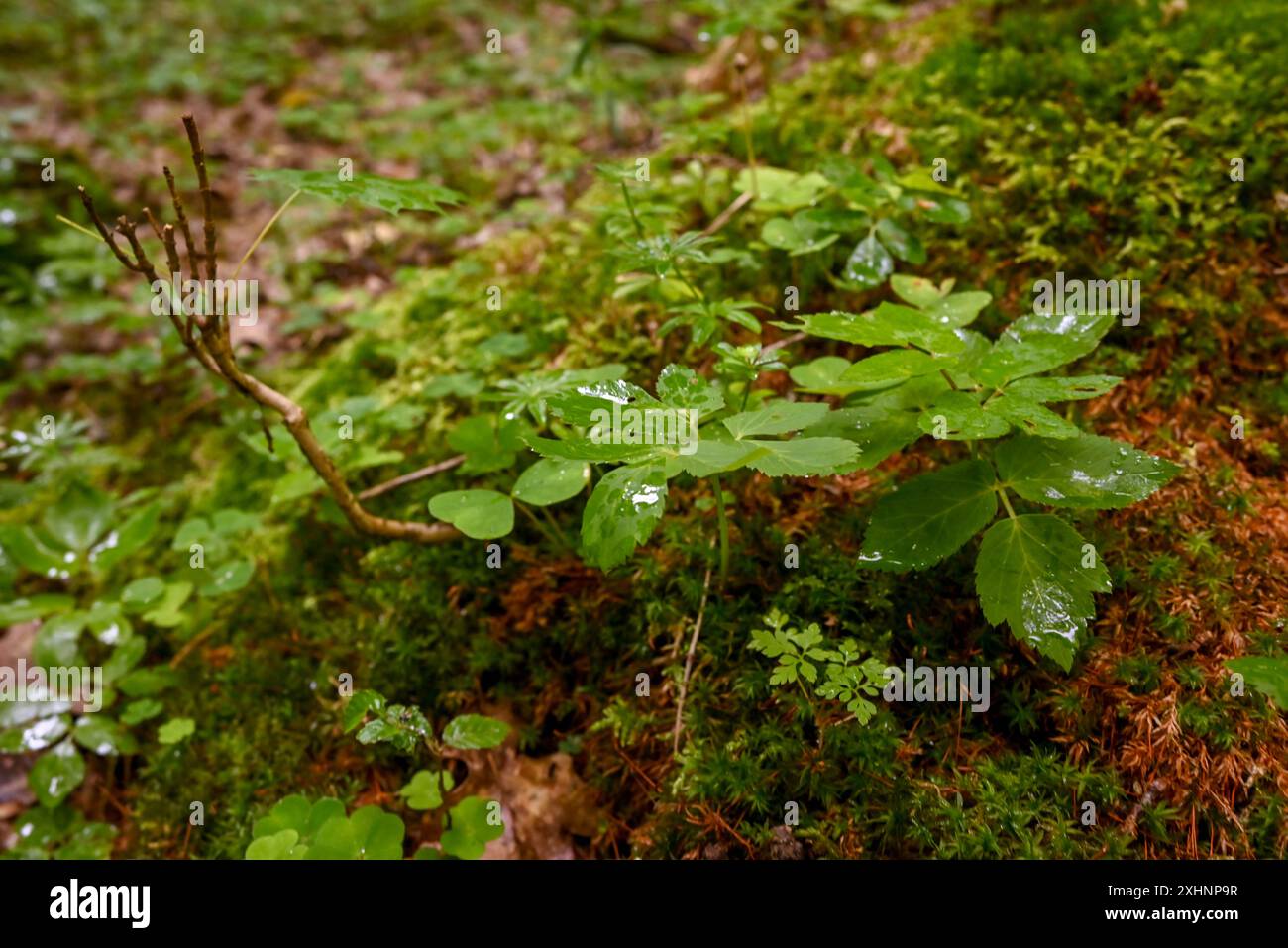 Grüne niedrige Pflanzen wachsen auf sandigem Boden und sind mit großen frischen Regentropfen bedeckt Stockfoto