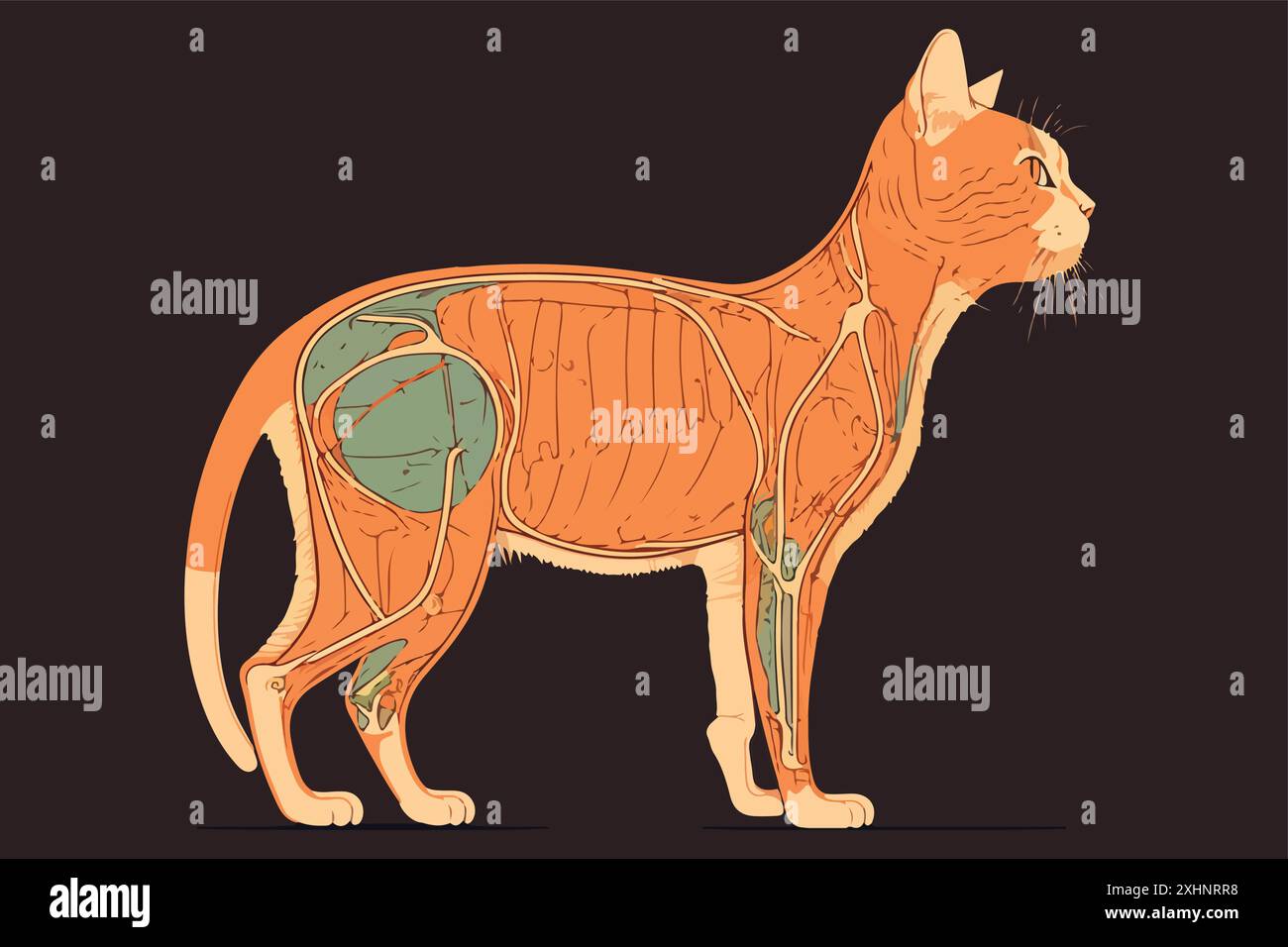 Abbildung: CAT-Anatomievektor Stock Vektor