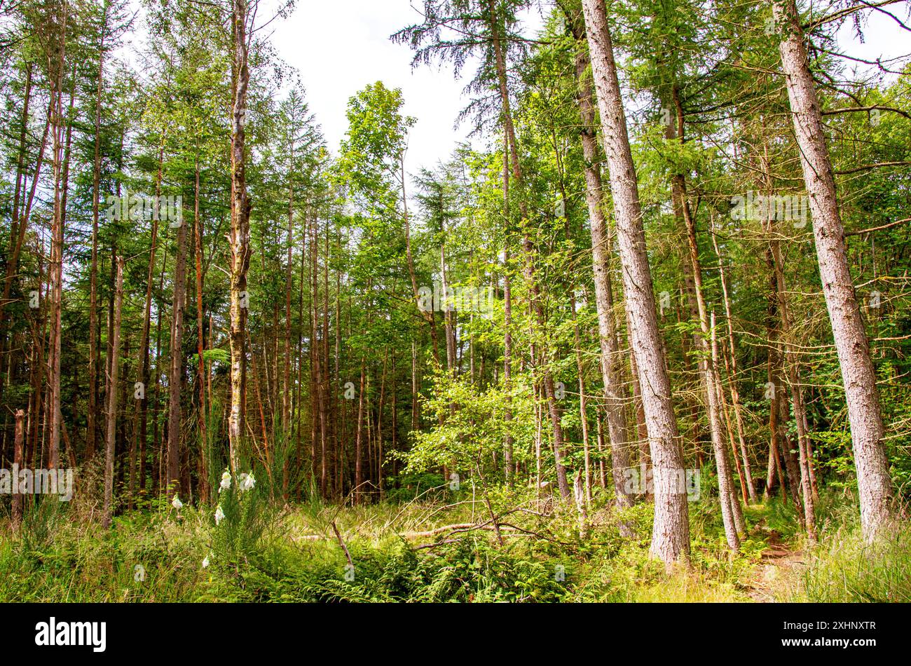 Dundee Templeton Woods in Schottland bietet gewundene Naturpfade durch üppiges Gelände, lebhaftes Grün und eine herrliche Landschaft im Sommer Stockfoto