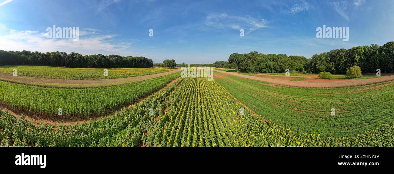 Panoramablick von oben auf Sonnenblumen- und Maisfelder Stockfoto