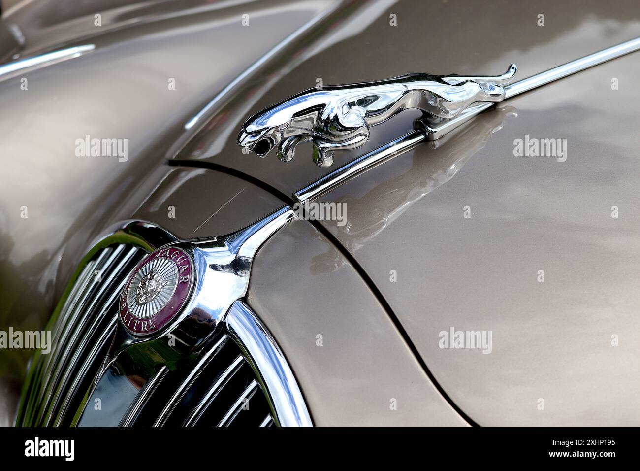 Maskottchen mit Chrom-Hüpfhaube in einer 3,8-Liter-Jaguar-Limousine MkII, die 1955 nach einem Originalentwurf des Künstlers und Bildhauers F. Gordon Crosby neu gestaltet wurde. Stockfoto