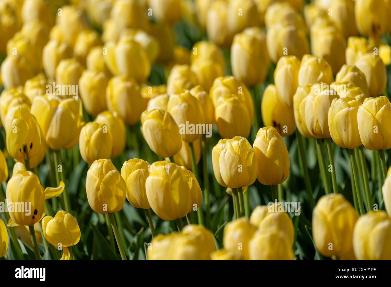 Viele gelbe Tulpen füllen den Rahmen Stockfoto