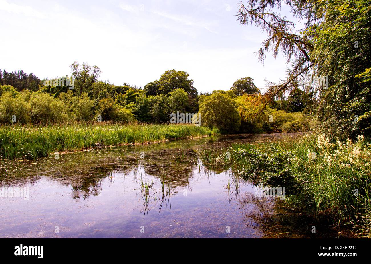 Dundee, Tayside, Schottland, Großbritannien. Juli 2024. Wetter in Großbritannien: Die warme Julisonne an den Trottick Mill Ponds mit seinem Wildlife and Nature Reserve in Dundee, Schottland, sorgt für wunderschöne Sommerreflexe auf ihren Teichen. Quelle: Dundee Photographics/Alamy Live News Stockfoto