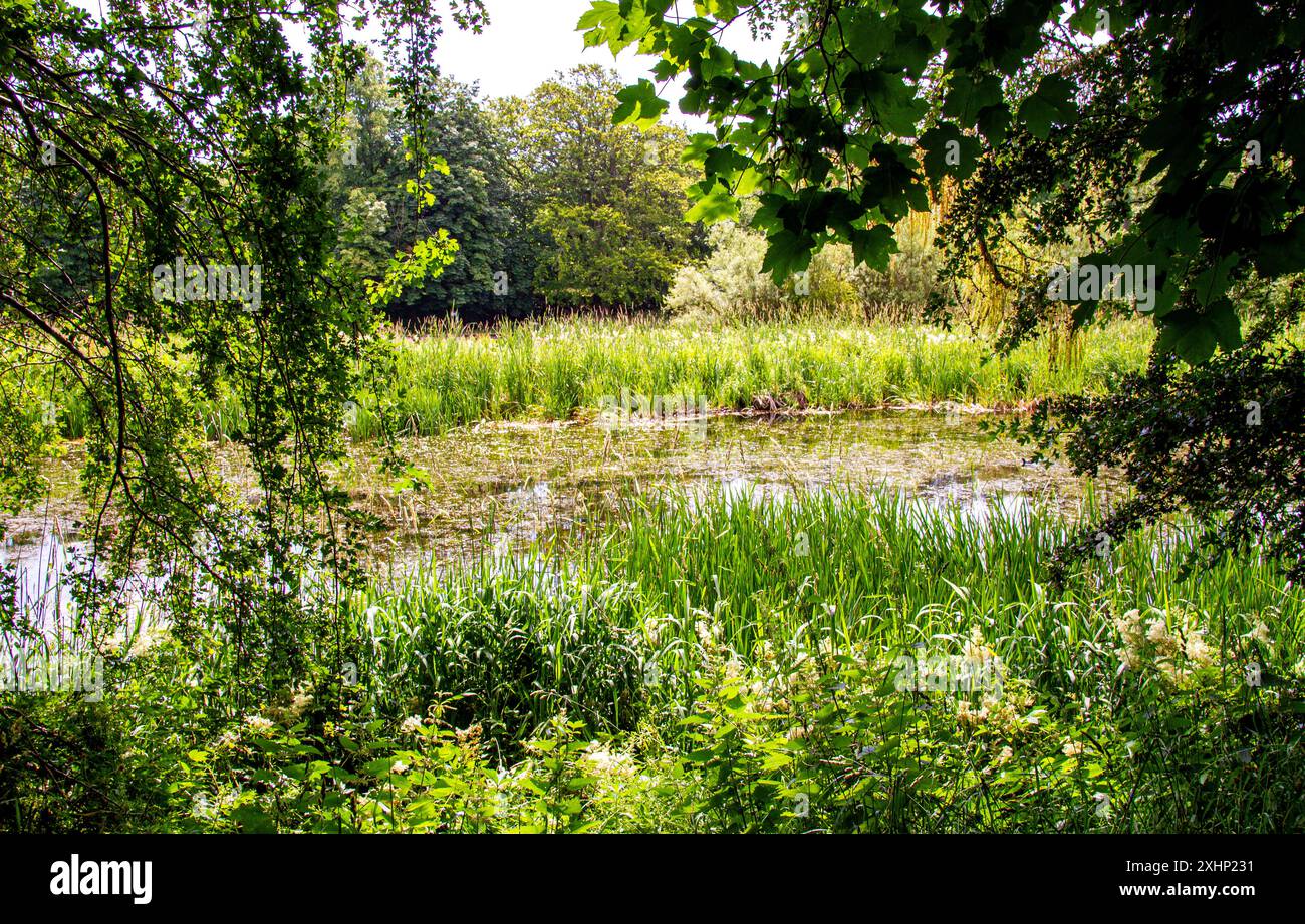 Dundee, Tayside, Schottland, Großbritannien. Juli 2024. Wetter in Großbritannien: Die warme Julisonne an den Trottick Mill Ponds mit seinem Wildlife and Nature Reserve in Dundee, Schottland, sorgt für wunderschöne Sommerreflexe auf ihren Teichen. Quelle: Dundee Photographics/Alamy Live News Stockfoto