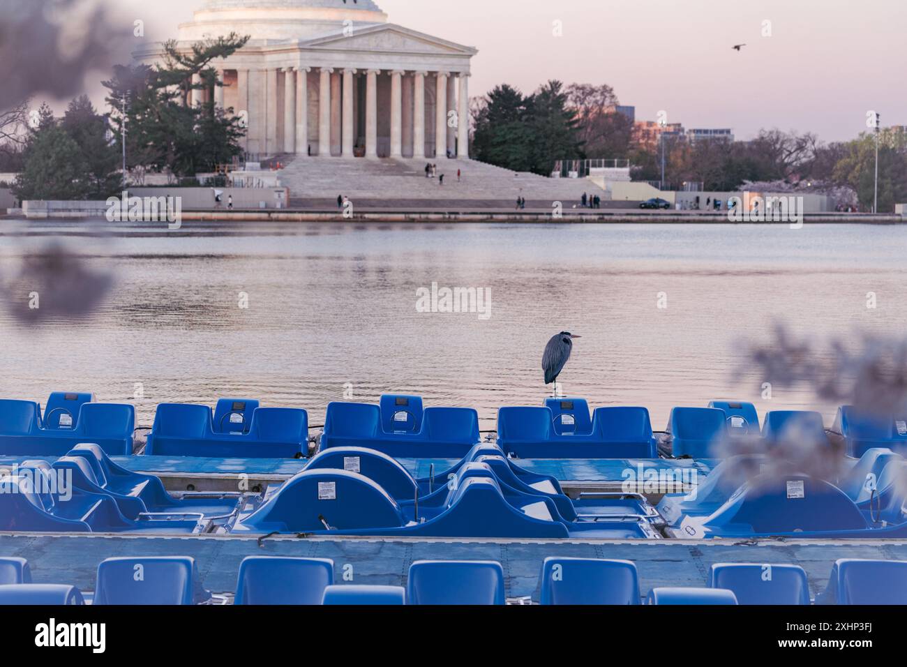 Washington, DC - 25. März 2024: Großer blauer Reiher auf Tretbooten. Tidal Basin, Washington DC Stockfoto