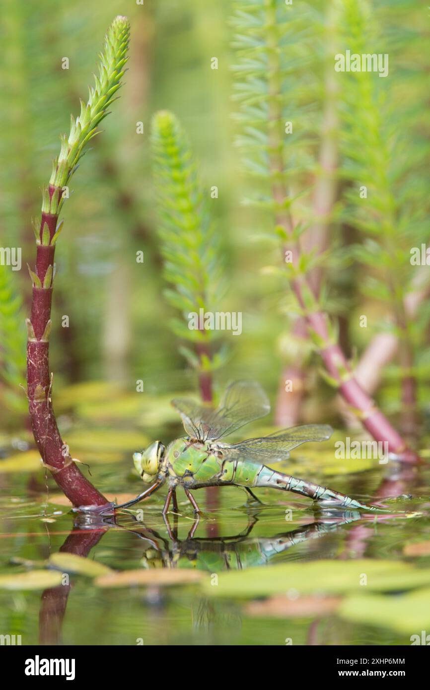 Kaiser Libelle, Anax Imperator, Weibchen, Eier legen, Eiablage, auf Mares-Schwanz, Hippuris vulgaris, im Garten Wildteich, Sussex, Großbritannien Stockfoto